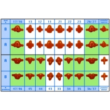 Preformati Pieni 35a 15pz