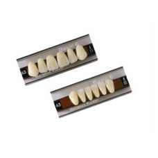 Denti Basic x8 Posteriori 1pz