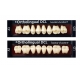 Sr Ortholingual DCL Colori A-D Bleach X8 1pz