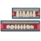 Biolux Post. Inf. Col. A2 Forma P4