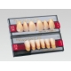 Sr Vivodent Pe Ant.Sup.Col.4B Forma A34